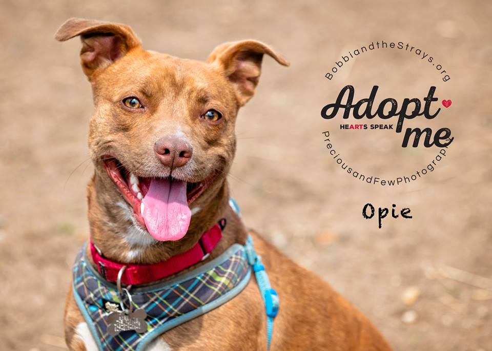 Dog Rescue Freeport Ny Dog Rescue Freeport Ny
