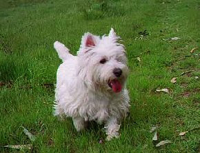 barkie in memoriam 2017 barkie in memoriam 2017